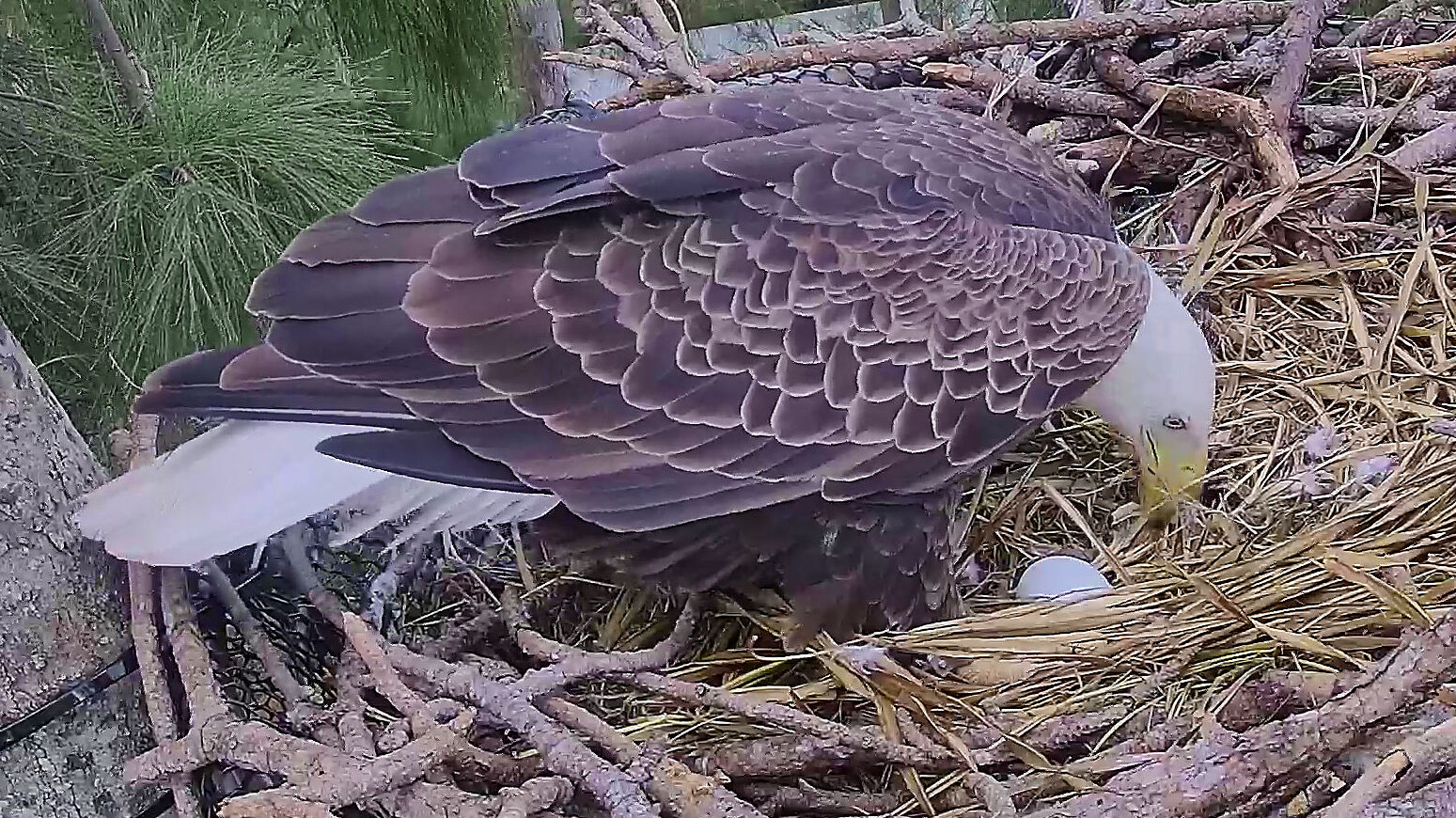 eagle with egg 2